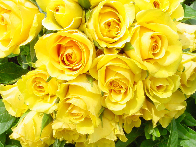 Ý nghĩa hoa hồng - Ý nghĩa các màu hoa hồng chính xác nhất - Công ty hoa tươi