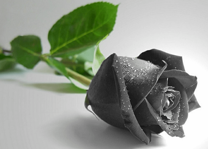 Ý nghĩa hoa hồng - Ý nghĩa các màu hoa hồng chính xác nhất - Công ty hoa tươi