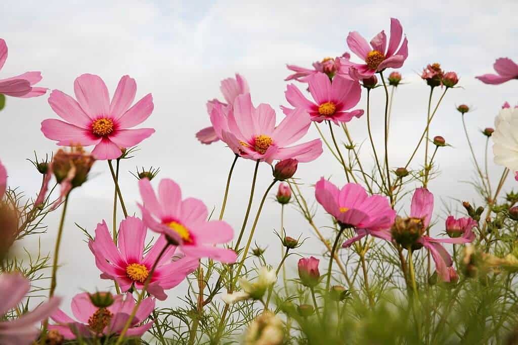 Hoa sao nhái - Ý nghĩa, cách trồng và chăm sóc hoa sao nhái « iuHoa