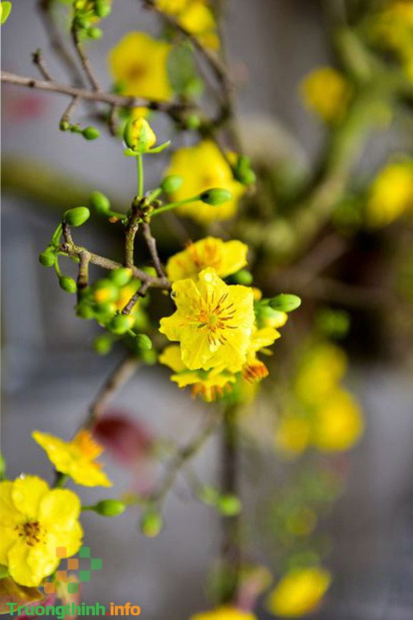 Hình nền hoa mai là sự kết hợp hoàn hảo giữa văn hóa truyền thống của Tết Nguyên Đán và vẻ đẹp tự nhiên của hoa. Cùng ngắm nhìn hình nền hoa mai để đón một mùa xuân đầy niềm vui và hy vọng.