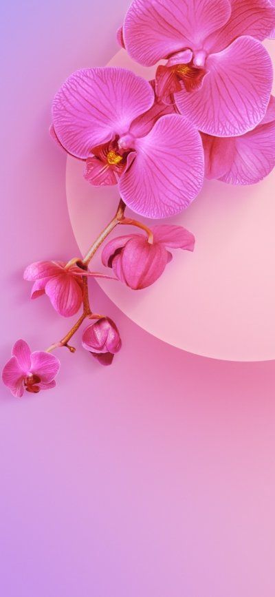 Hình nền hoa lan dành cho điện thoại màu tím và nền màu tím lãng mạn