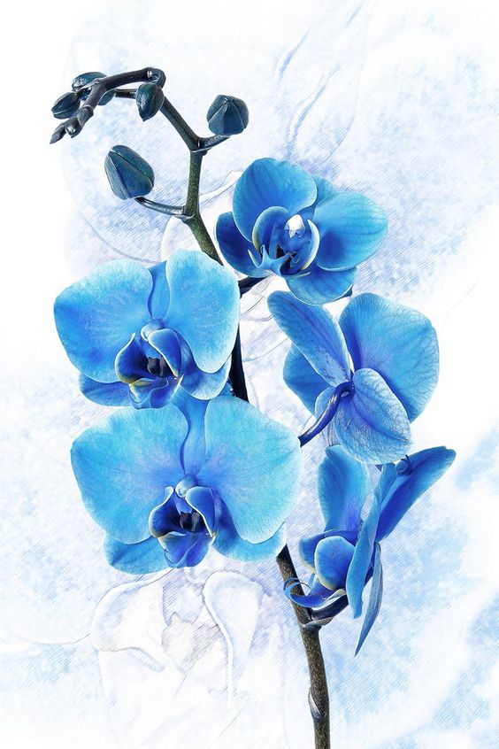 Hình nền hoa lan màu xanh cực độc, cực đẹp