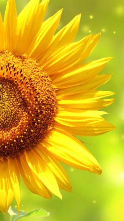 25 Hình nền hoa hướng dương đẹp nhất thế giới Hà Nội Spirit Of Place