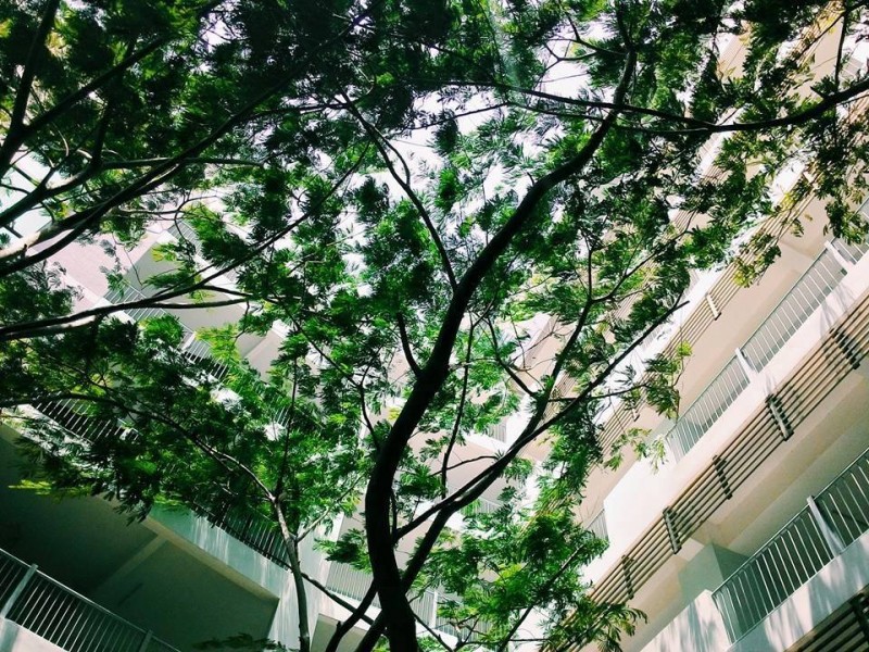 Ảnh cây xanh khuôn viên trường Đại học Tôn Đức Thắng