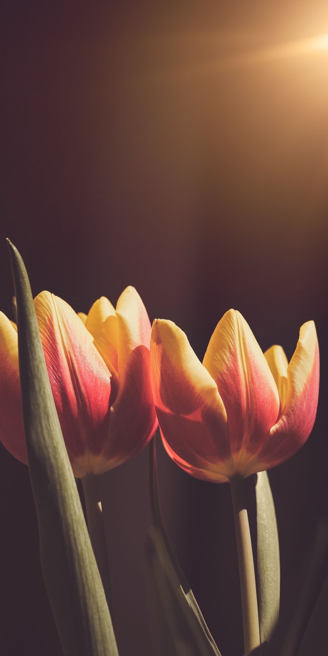 ảnh nền máy tính hoa tulip