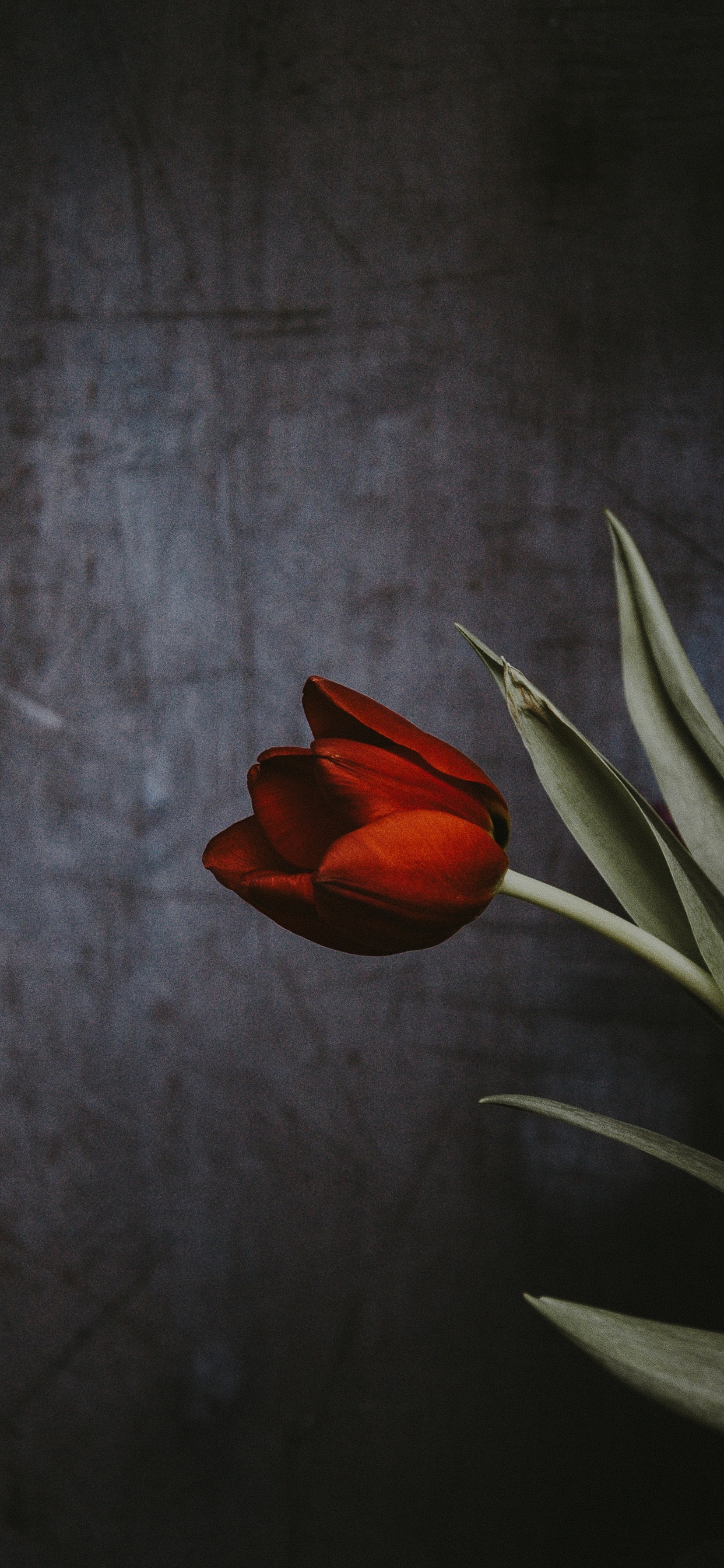Ảnh nền hoa Tulip đẹp, hấp dẫn nhất
