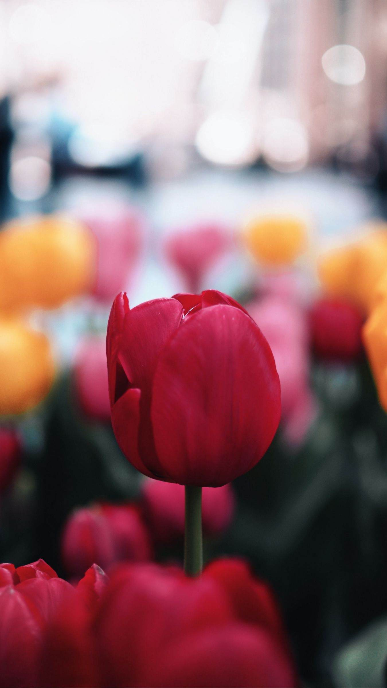 Ảnh nền hoa Tulip lung linh đẹp nhất