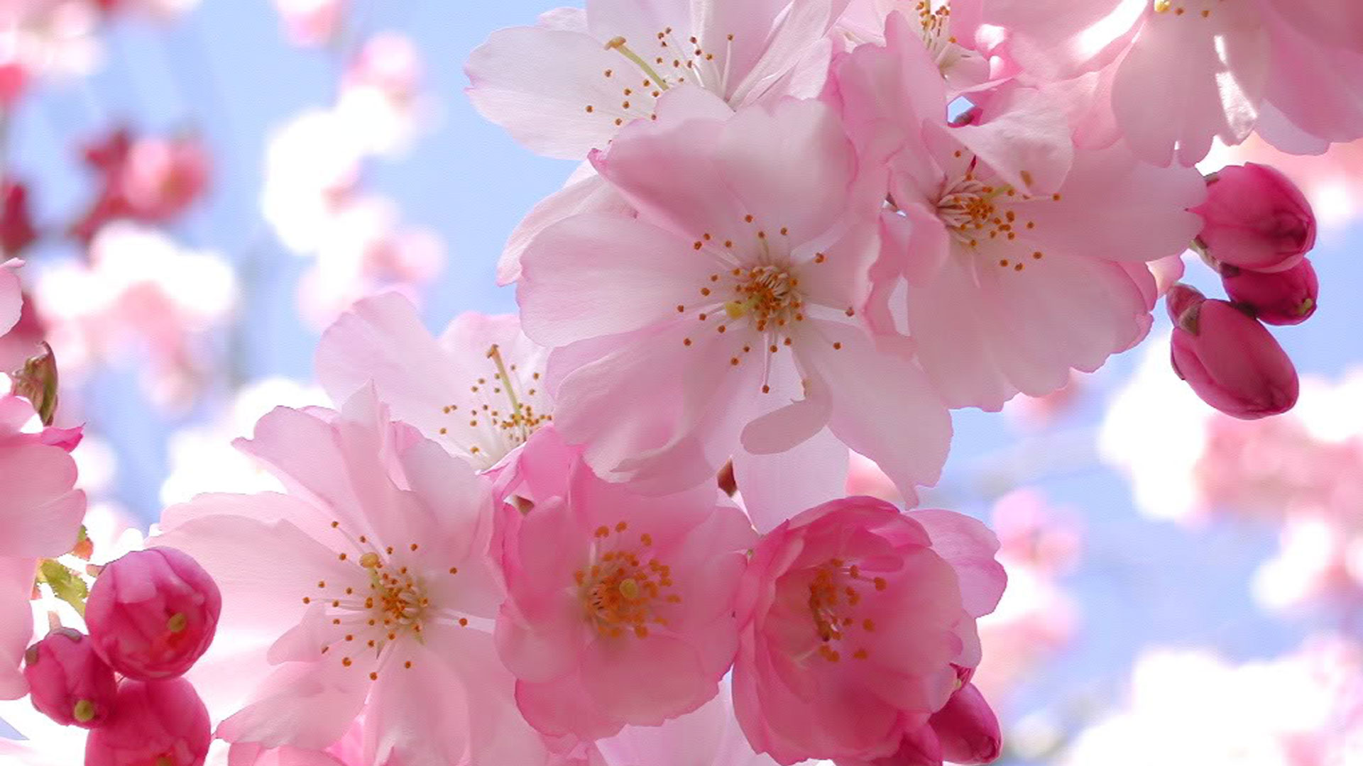 Hình ảnh hoa Anh Đào Nhật Bản đẹp