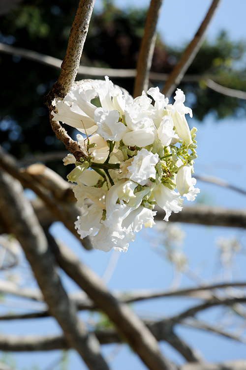 Hình ảnh hoa phượng trắng