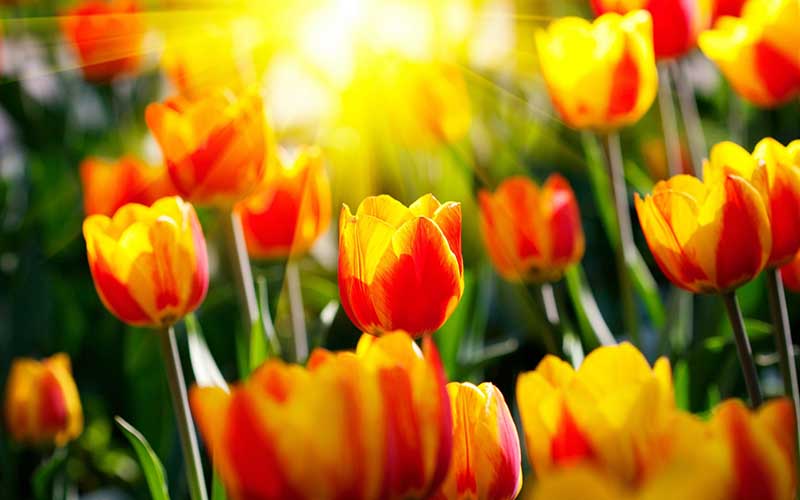 Hình ảnh hoa Tulip màu vàng