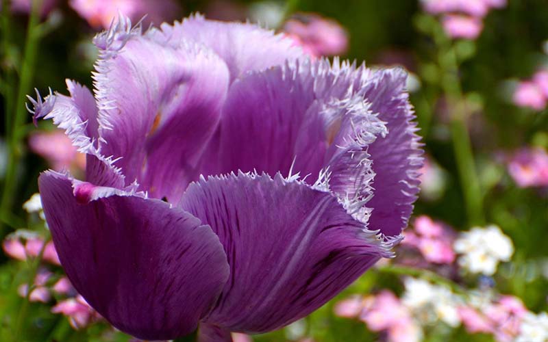 Hình ảnh hoa Tulip tím rực rỡ sắc màu