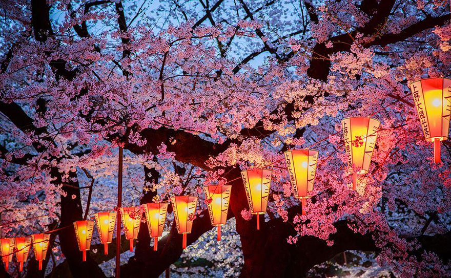 Hình ảnh mùa hoa Anh Đào Nhật Bản đẹp