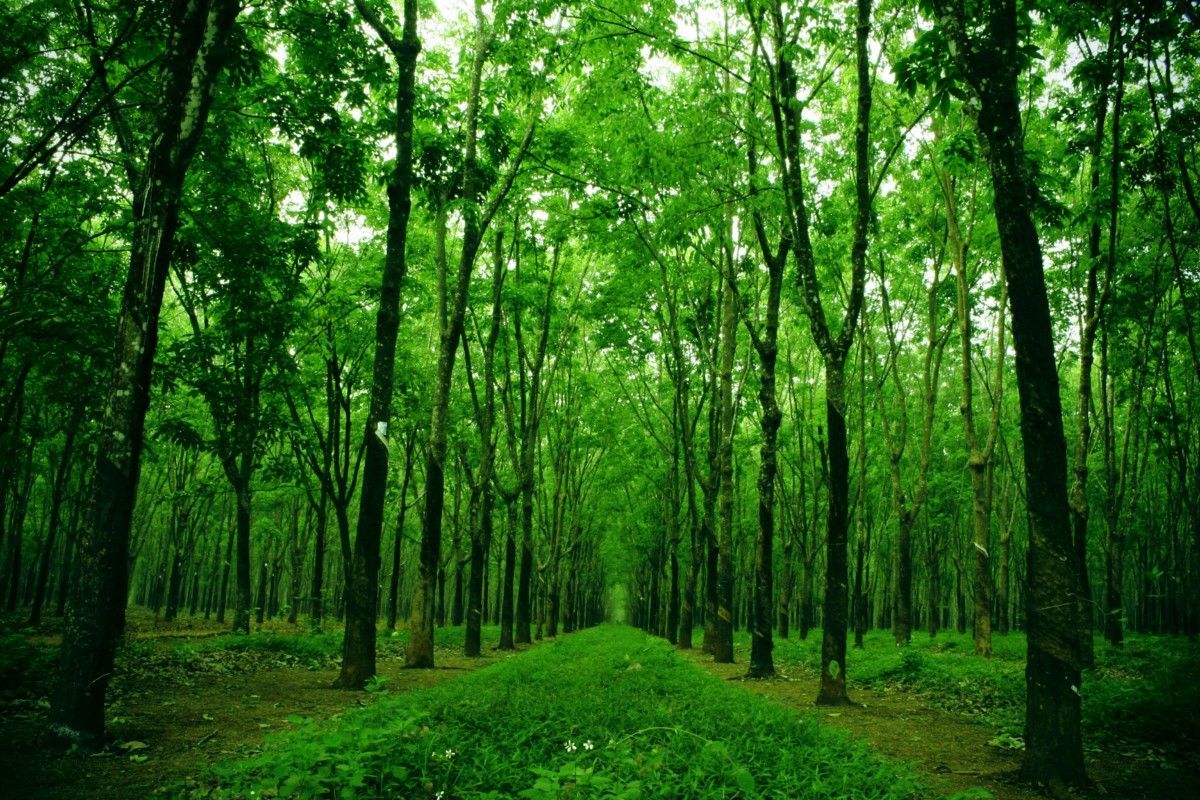 Hình ảnh rừng cây xanh đẹp mãn nhãn