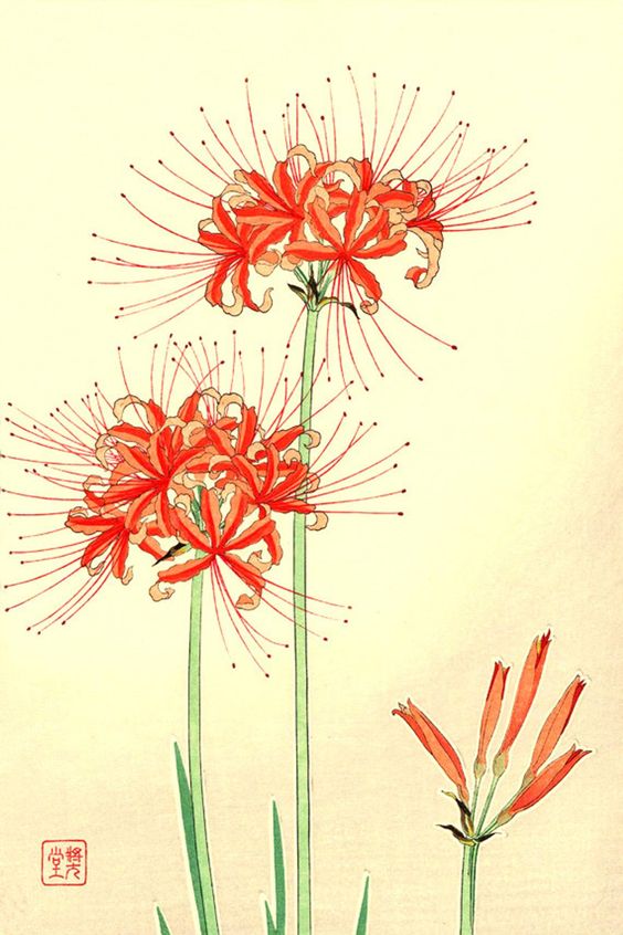 Hình nền vẽ tay về hoa bỉ ngạn đẹp 