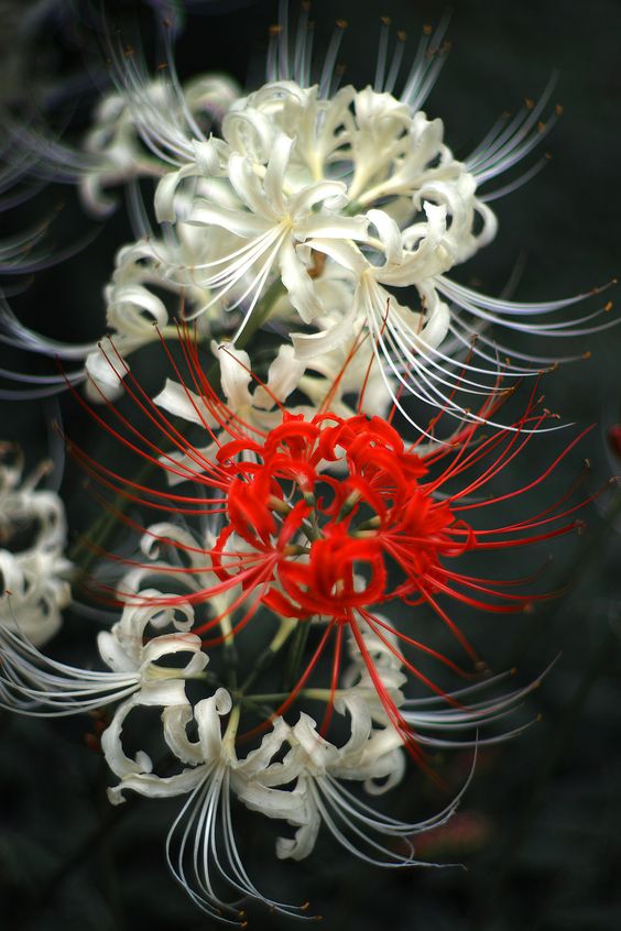 Hình ảnh hoa bỉ ngạn trắng và đỏ đẹp