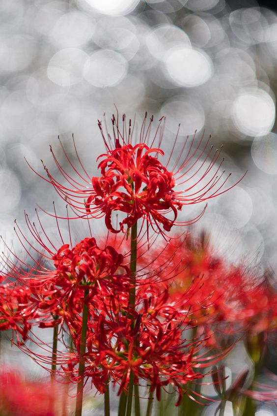 Hình nền hoa bỉ ngạn đẹp nhất thế giới