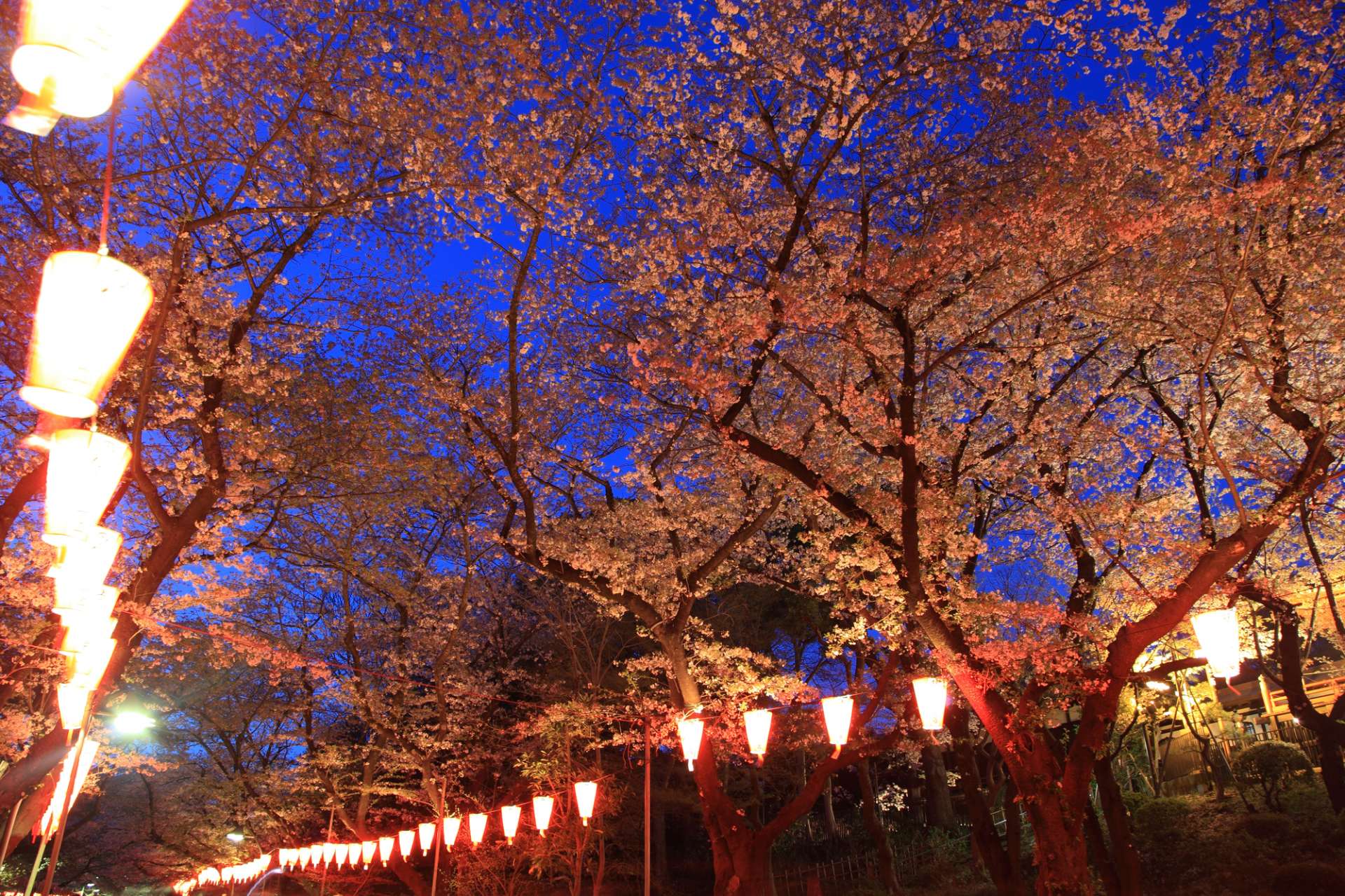 Mùa hoa anh Đào ở Nhật Bản đẹp