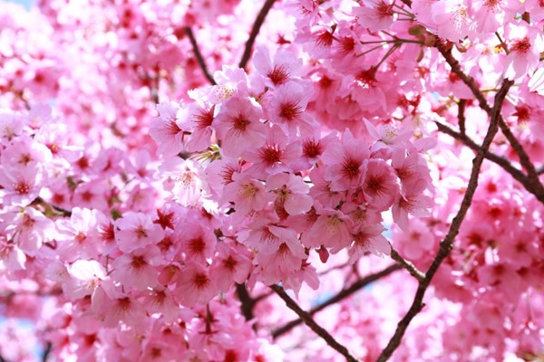 Sakura Nhật Bản