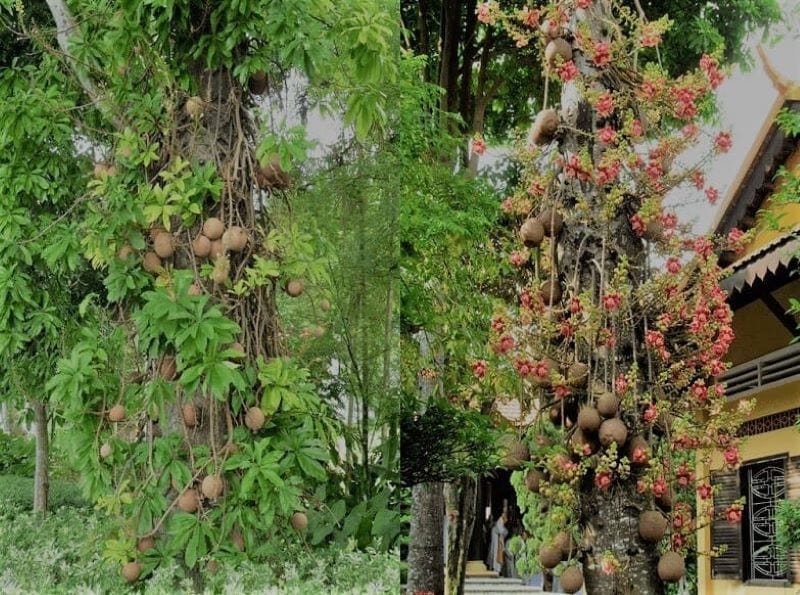 Tác dụng của cây xô thơm là gì? Ý nghĩa của cây sala nơi cửa Phật và có nên trồng cây trước nhà? - Kế hoạch chăm sóc trẻ em