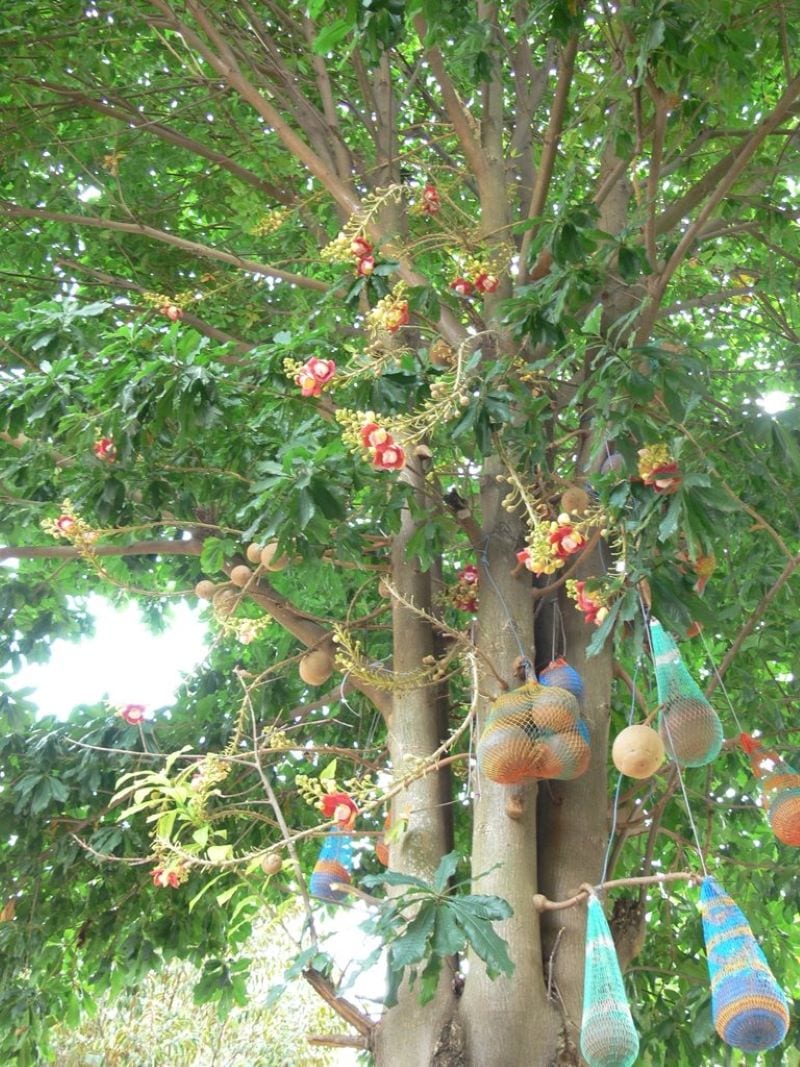 Tác dụng của cây xô thơm là gì? Ý nghĩa của cây sala nơi cửa Phật và có nên trồng cây trước nhà? - Kế hoạch chăm sóc trẻ em